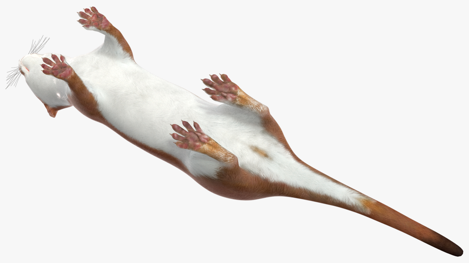 Eurasian Stoat Brown Rigged 3D