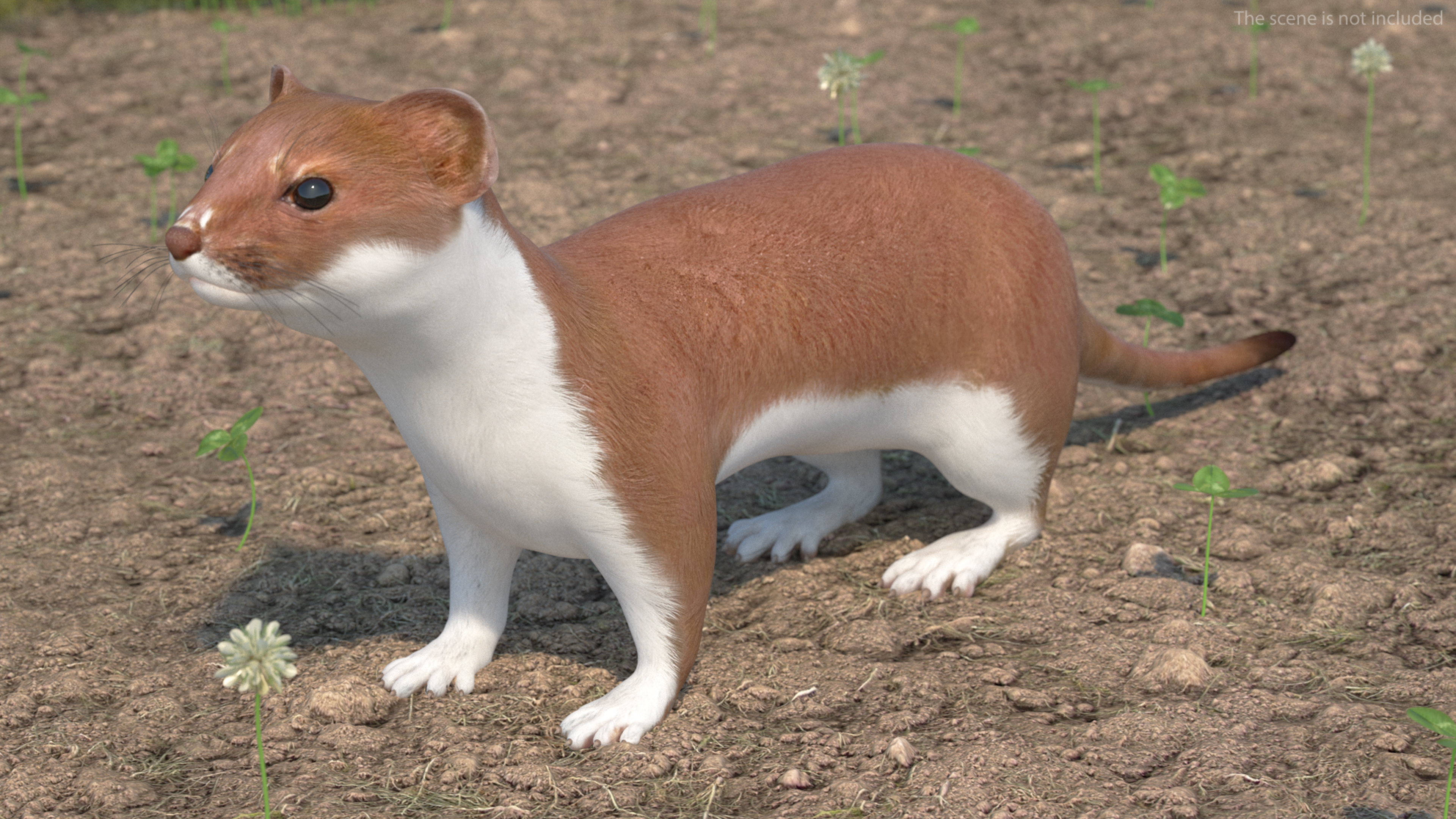 Eurasian Stoat Brown Rigged 3D