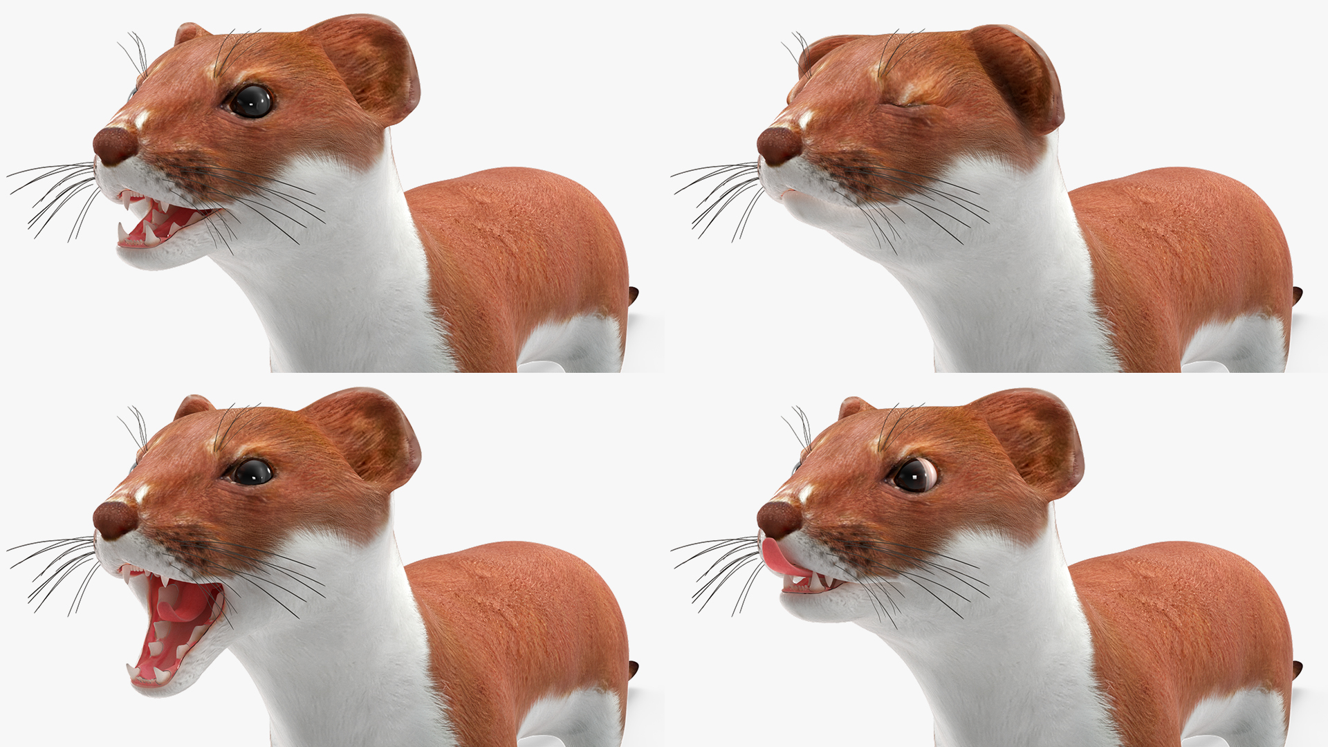 Eurasian Stoat Brown Rigged 3D