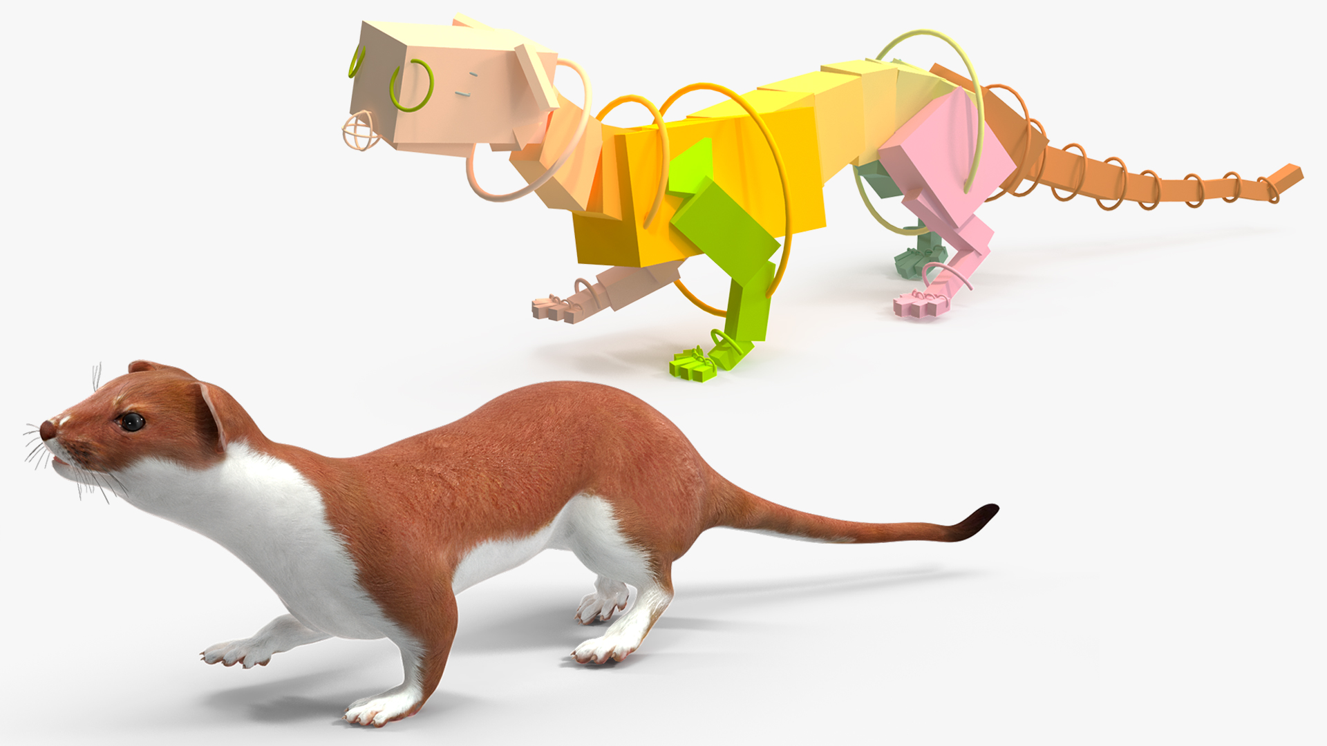 Eurasian Stoat Brown Rigged 3D