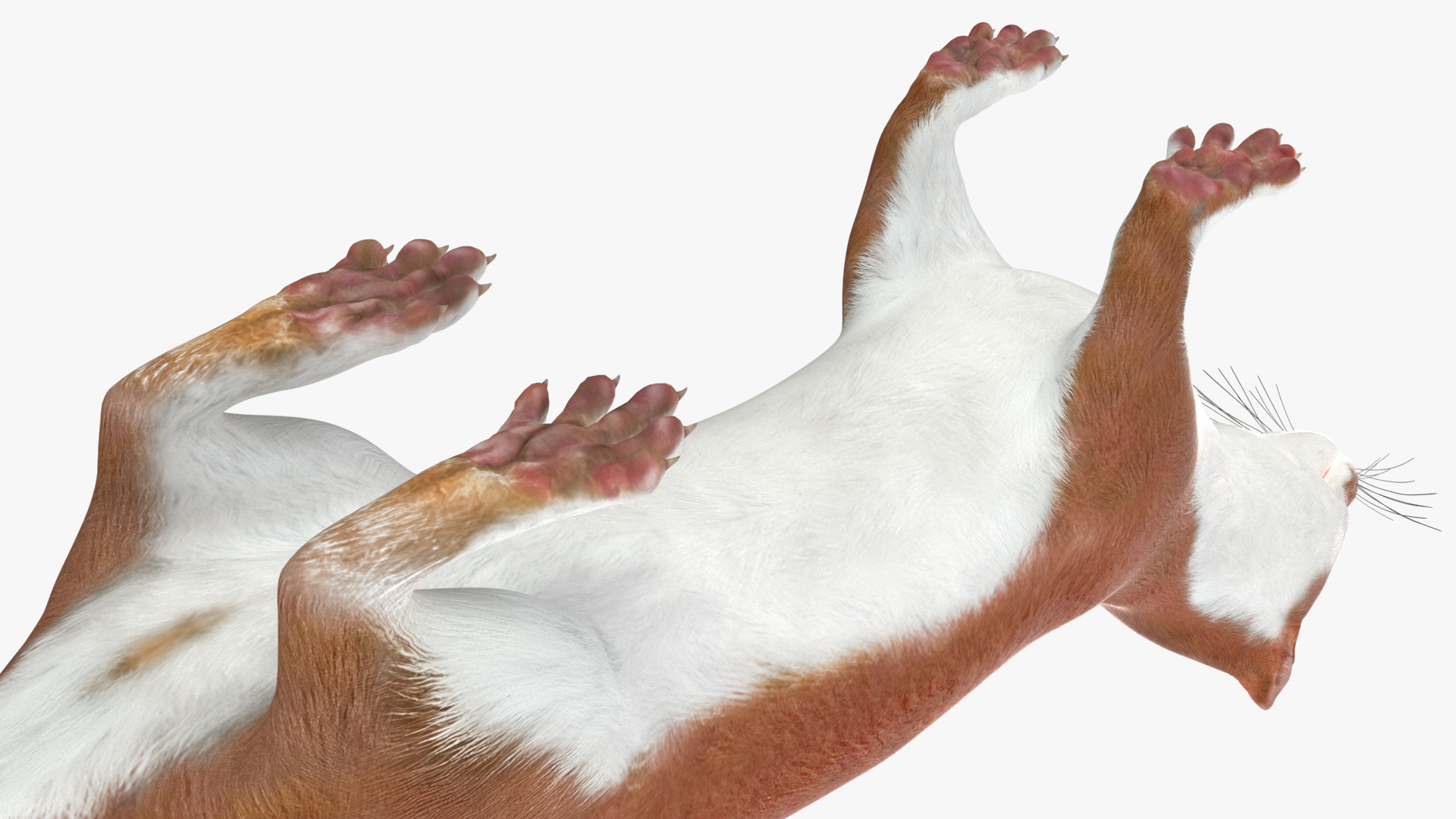 Eurasian Stoat Brown Rigged 3D