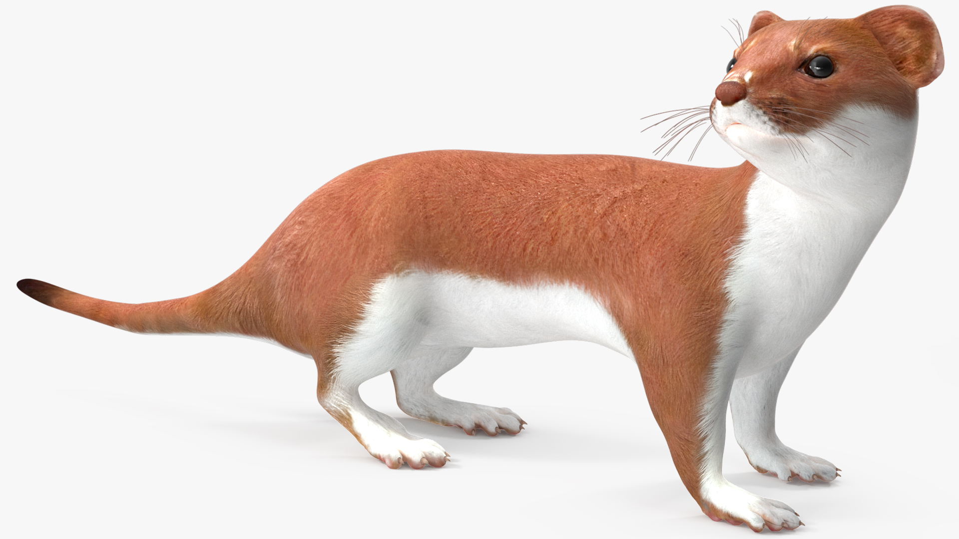 Eurasian Stoat Brown Rigged 3D
