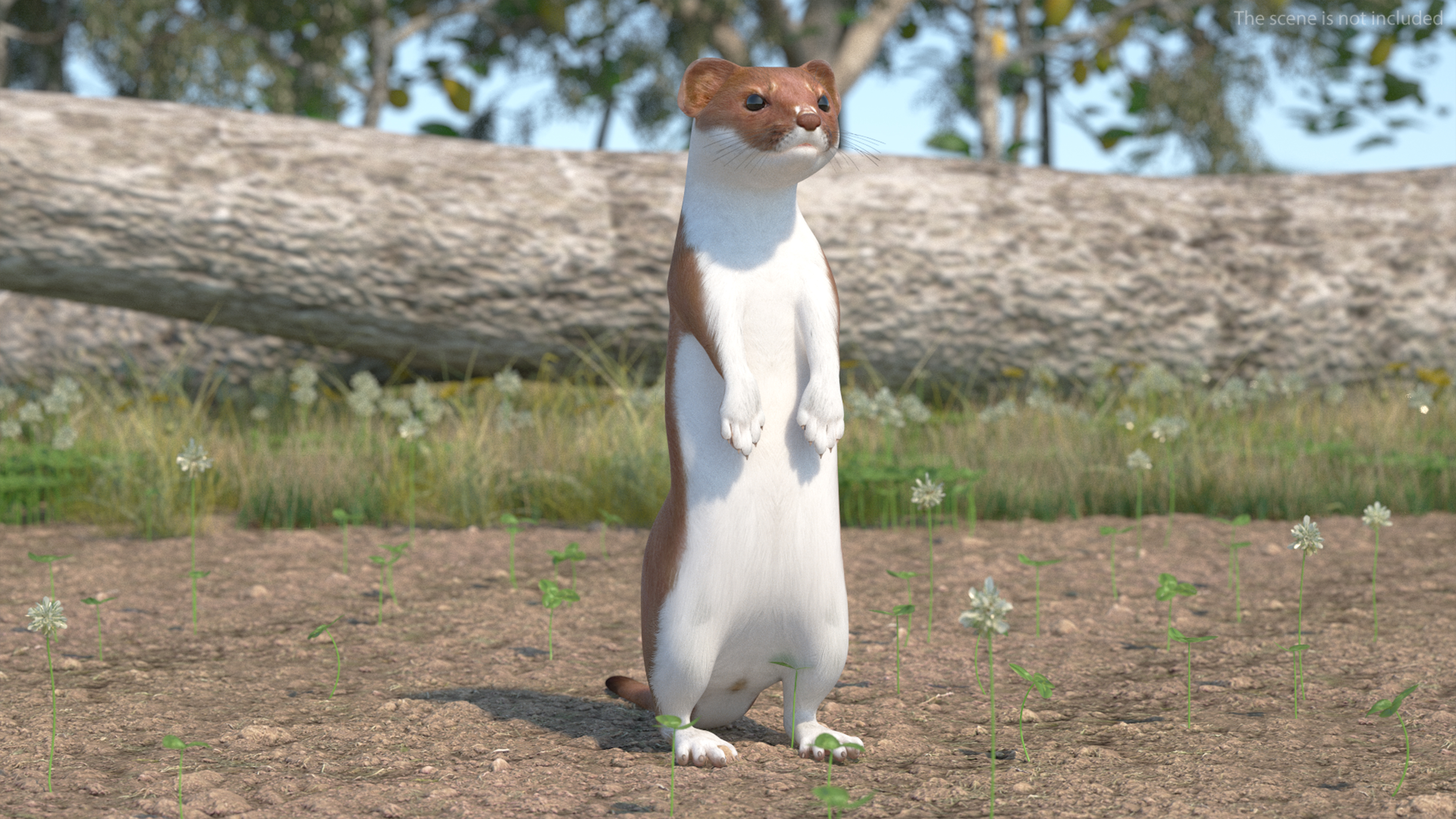 Eurasian Stoat Brown Rigged 3D