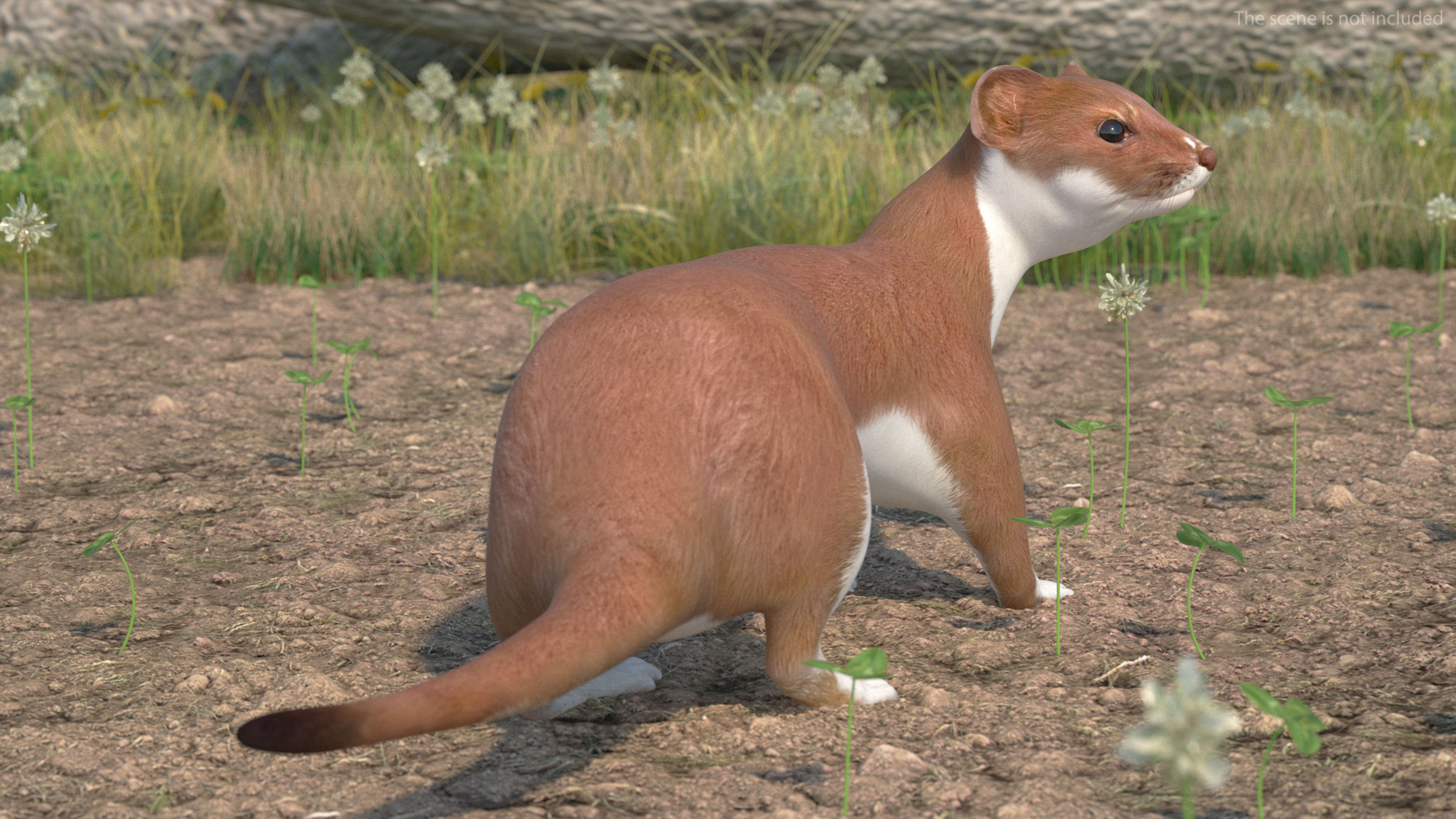 Eurasian Stoat Brown Rigged 3D
