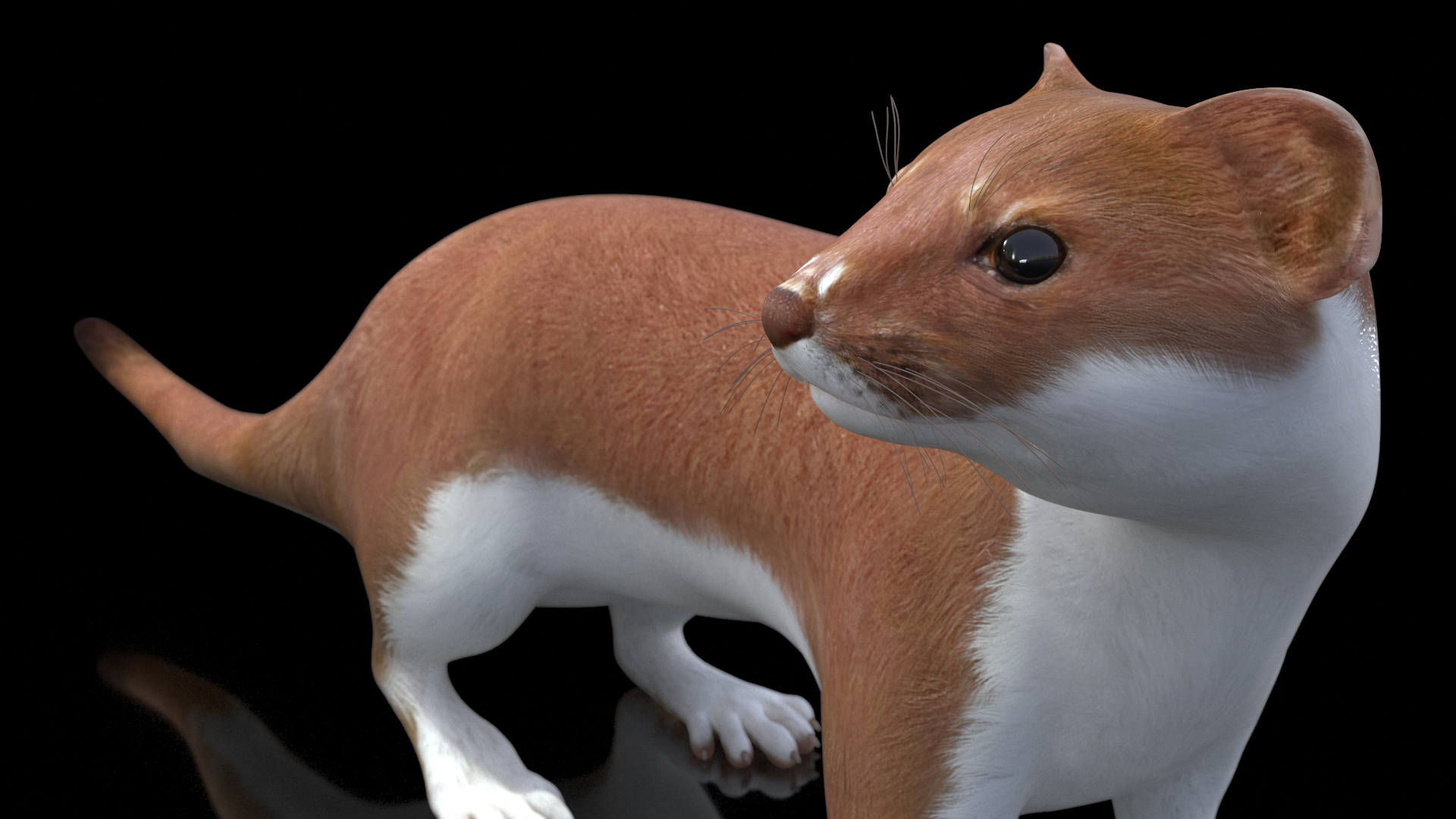 Eurasian Stoat Brown Rigged 3D