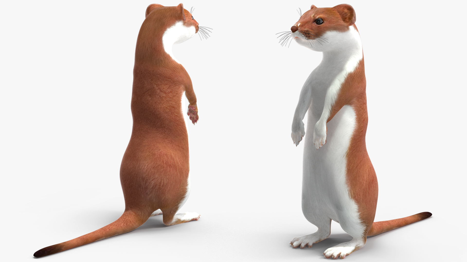 Eurasian Stoat Brown Rigged 3D