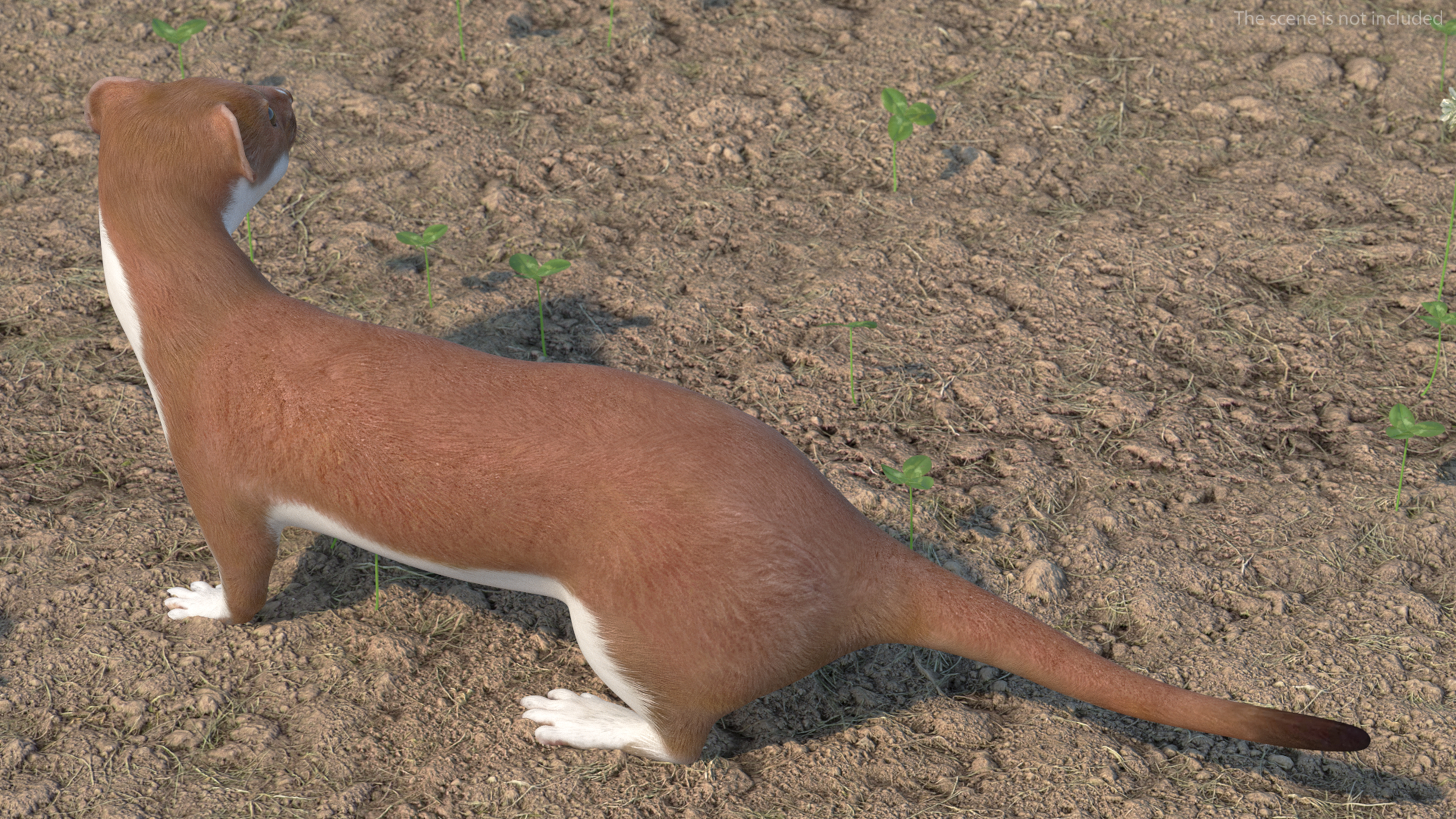Eurasian Stoat Brown Rigged 3D