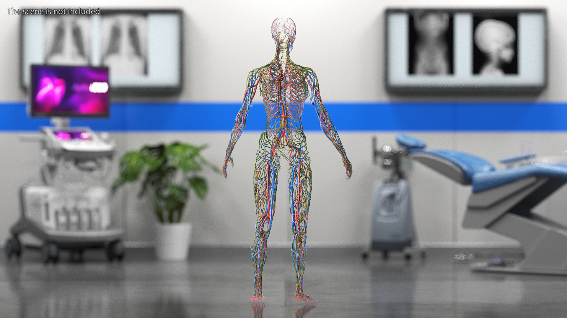 3D Female Cardiovascular Lymphatic and Nervous Systems