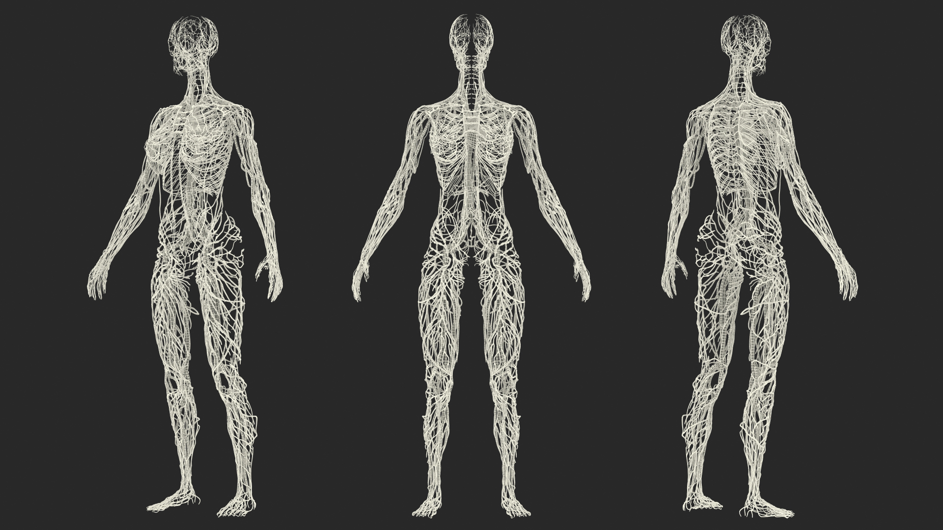 3D Female Cardiovascular Lymphatic and Nervous Systems