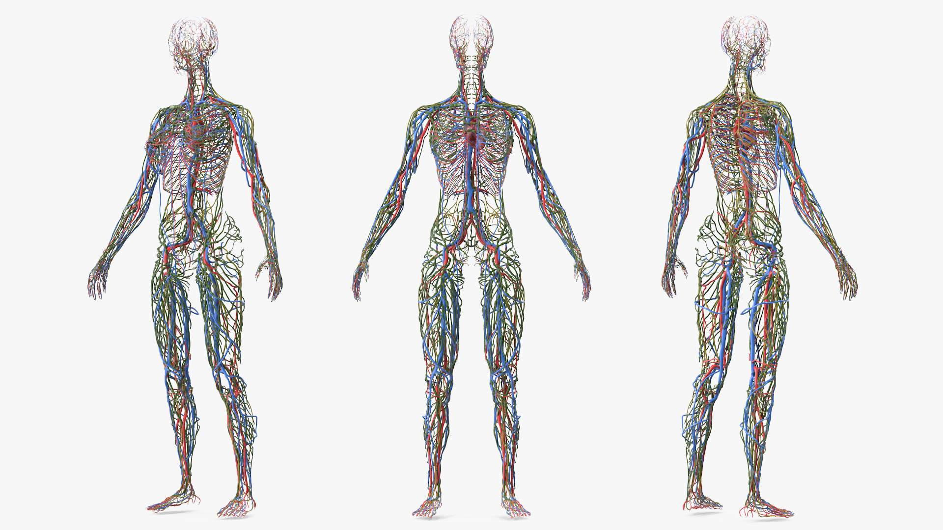 3D Female Cardiovascular Lymphatic and Nervous Systems