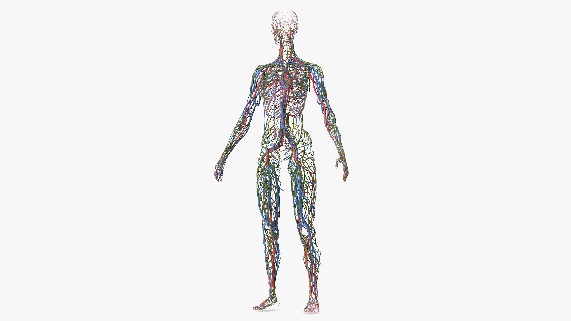 3D Female Cardiovascular Lymphatic and Nervous Systems