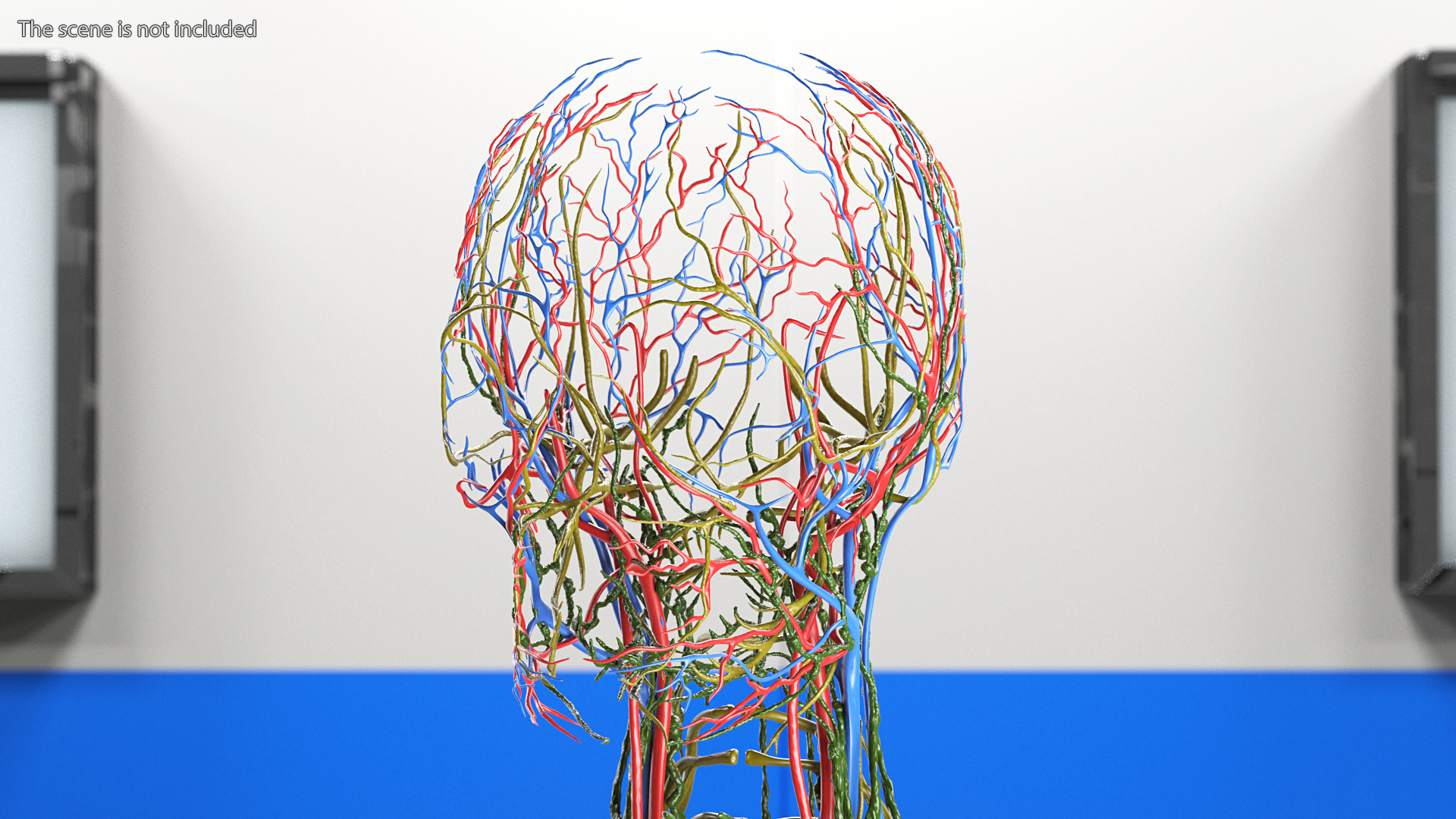 3D Female Cardiovascular Lymphatic and Nervous Systems