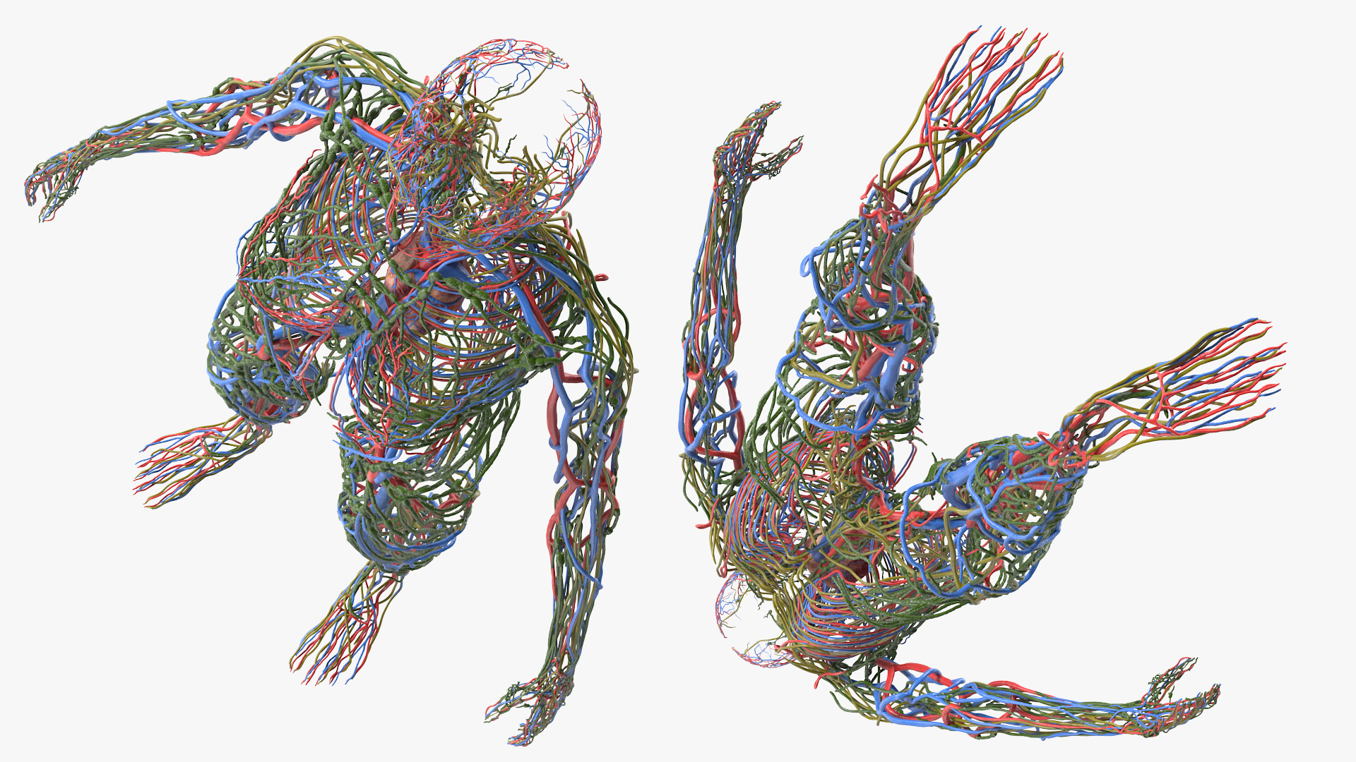 3D Female Cardiovascular Lymphatic and Nervous Systems