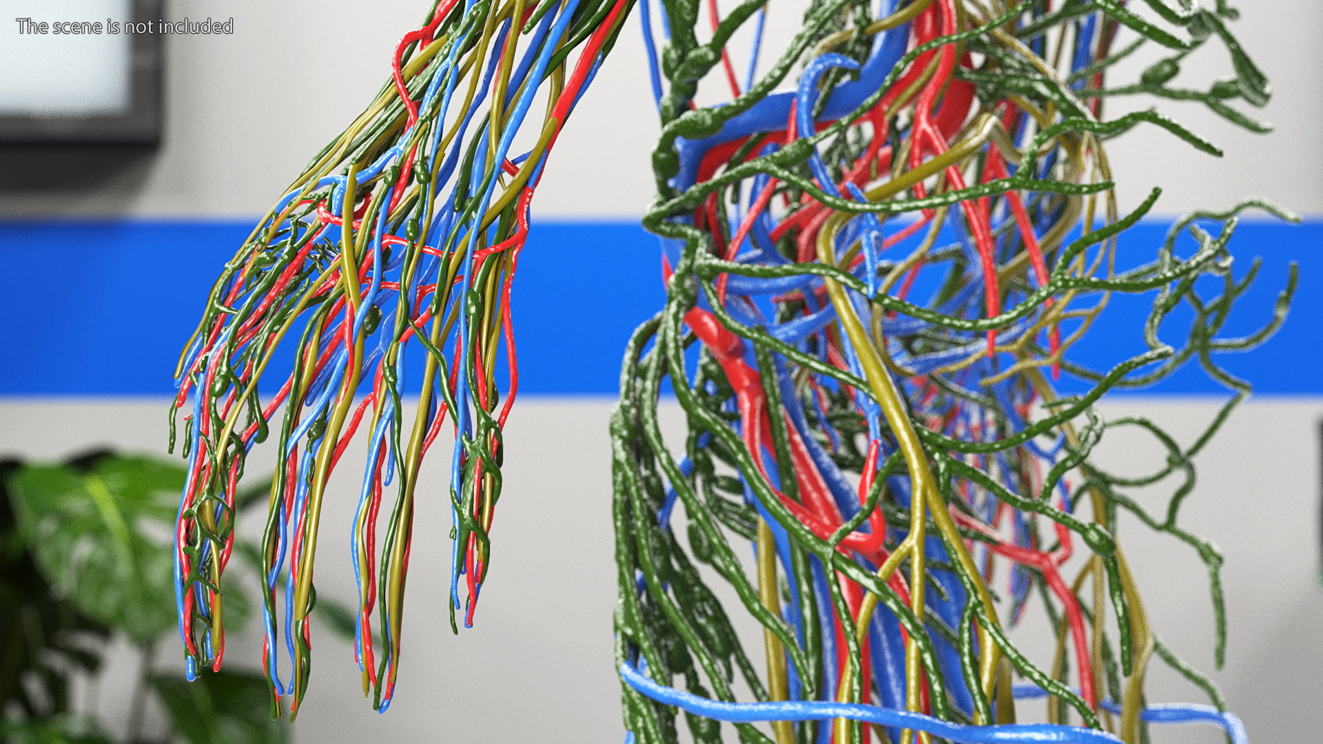 3D Female Cardiovascular Lymphatic and Nervous Systems