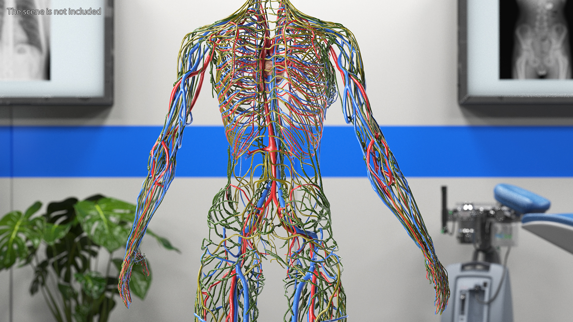 3D Female Cardiovascular Lymphatic and Nervous Systems