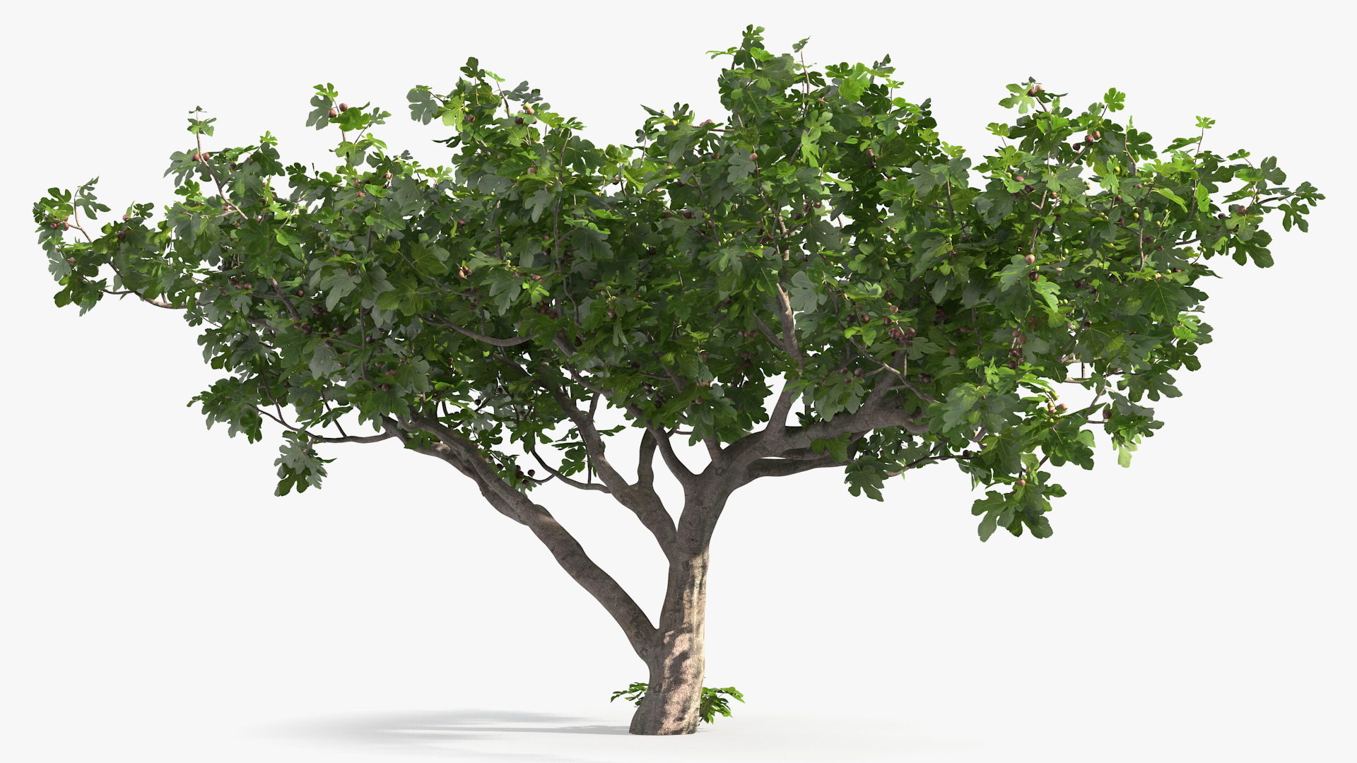 Big Fig Tree with Fruits 3D model