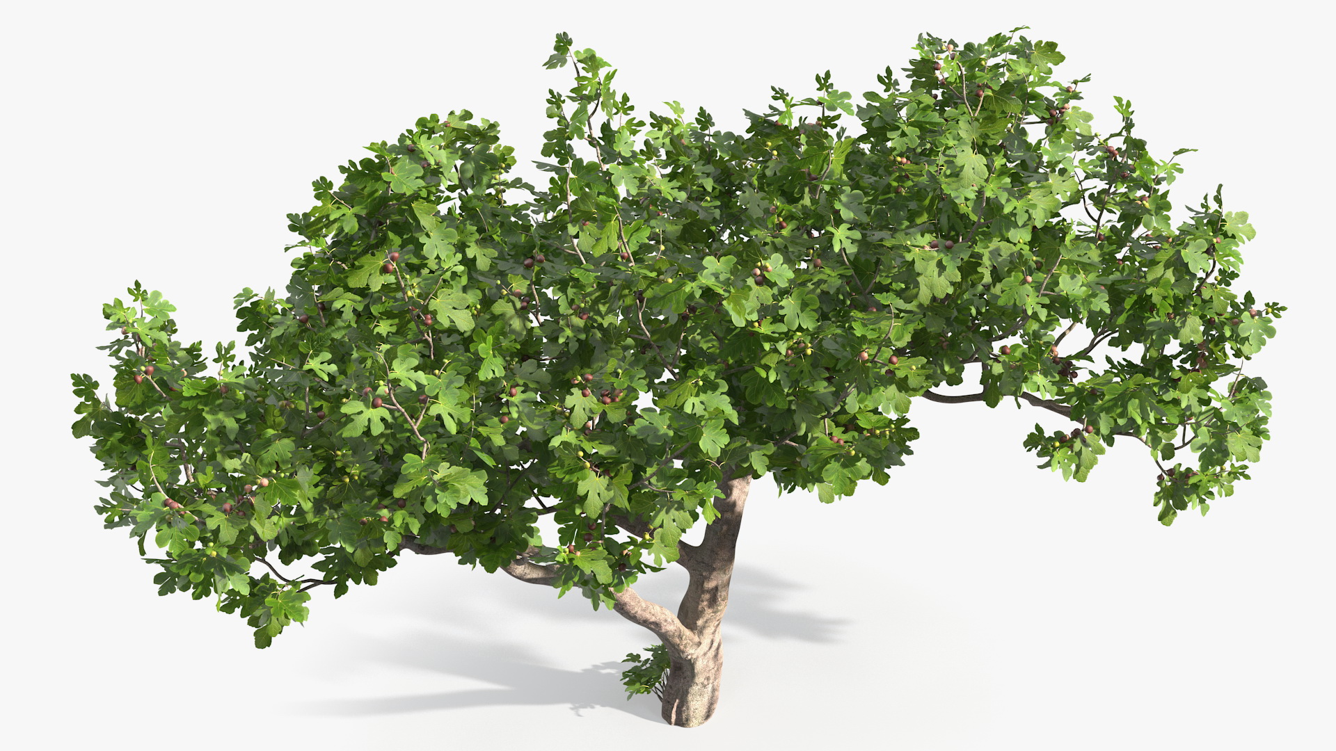 Big Fig Tree with Fruits 3D model