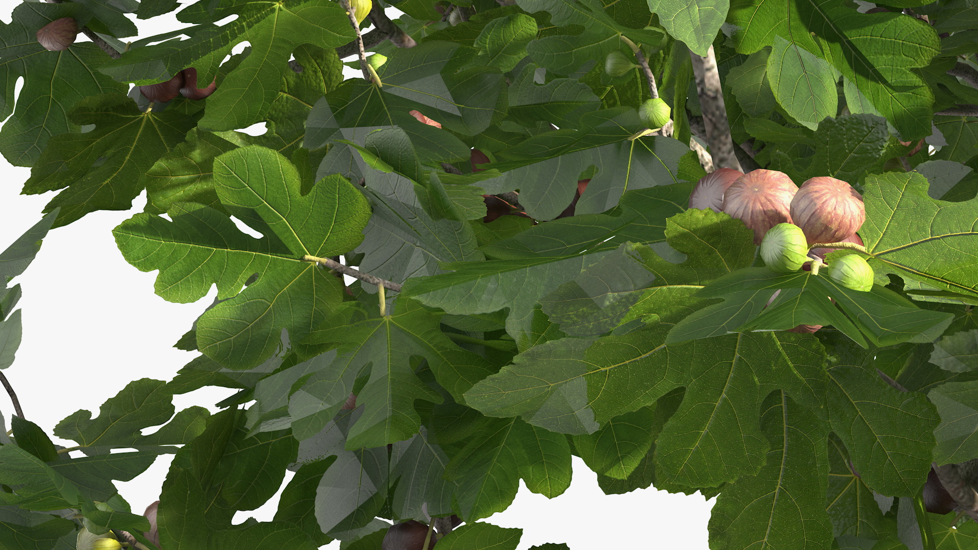 Big Fig Tree with Fruits 3D model
