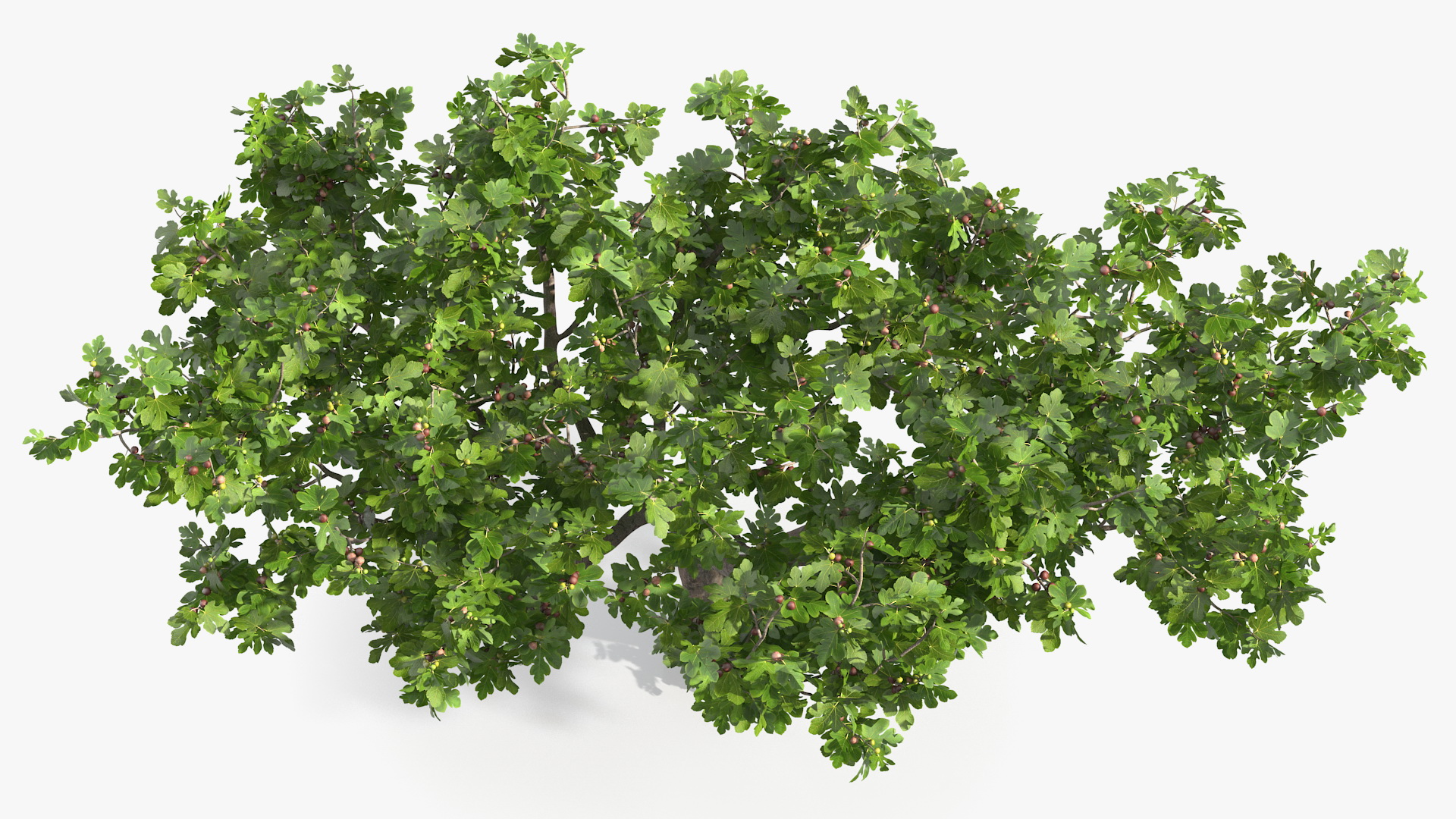 Big Fig Tree with Fruits 3D model