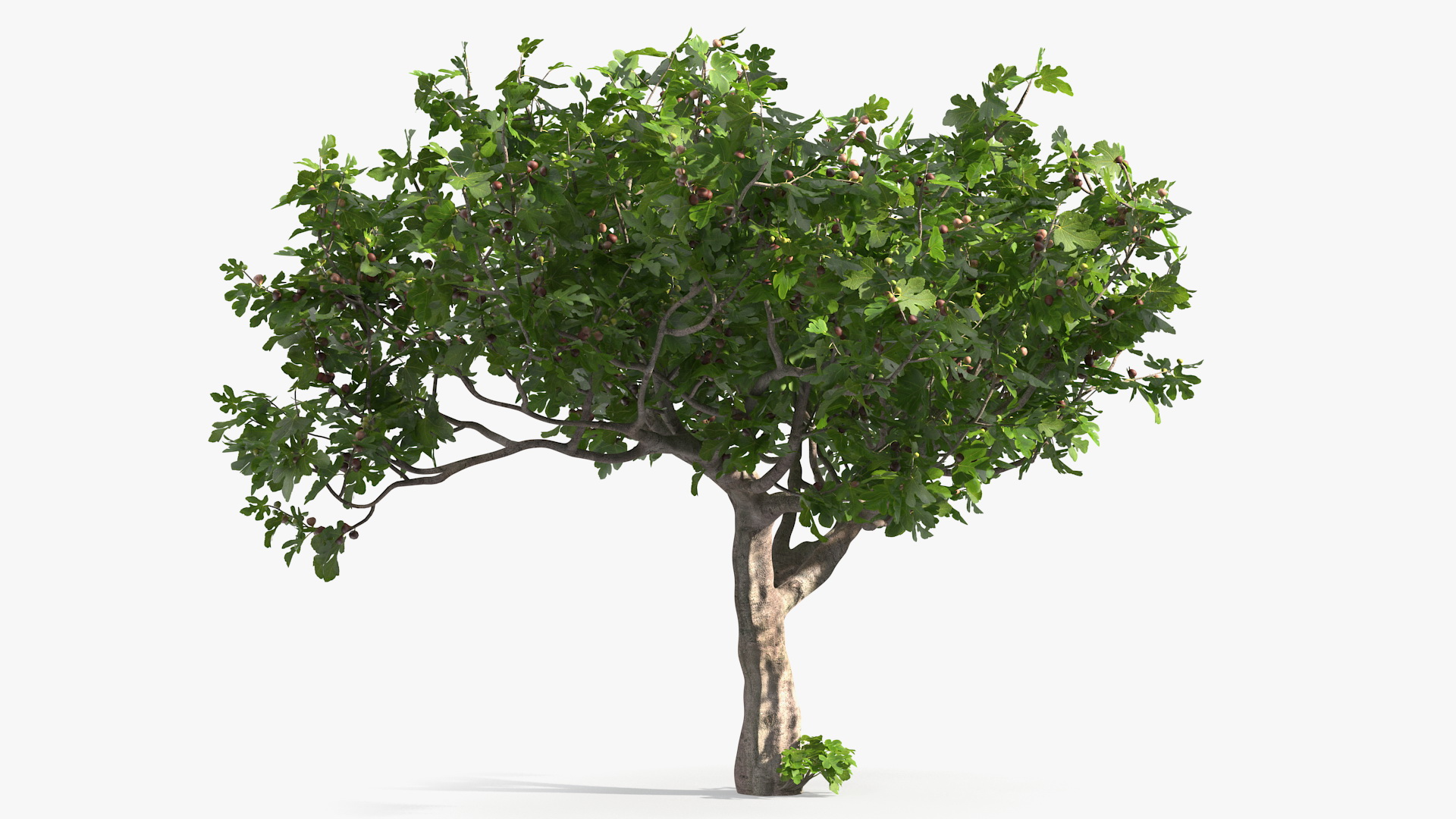 Big Fig Tree with Fruits 3D model