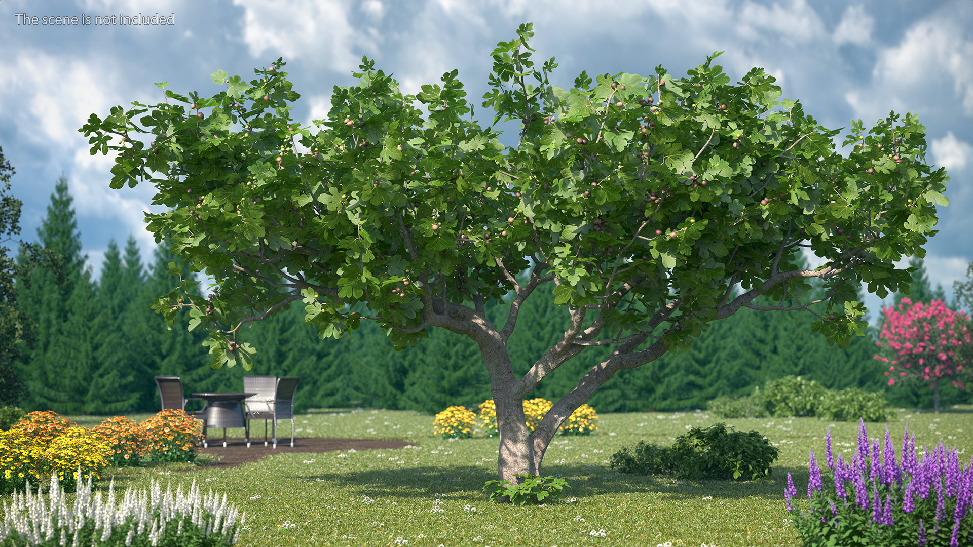 Big Fig Tree with Fruits 3D model