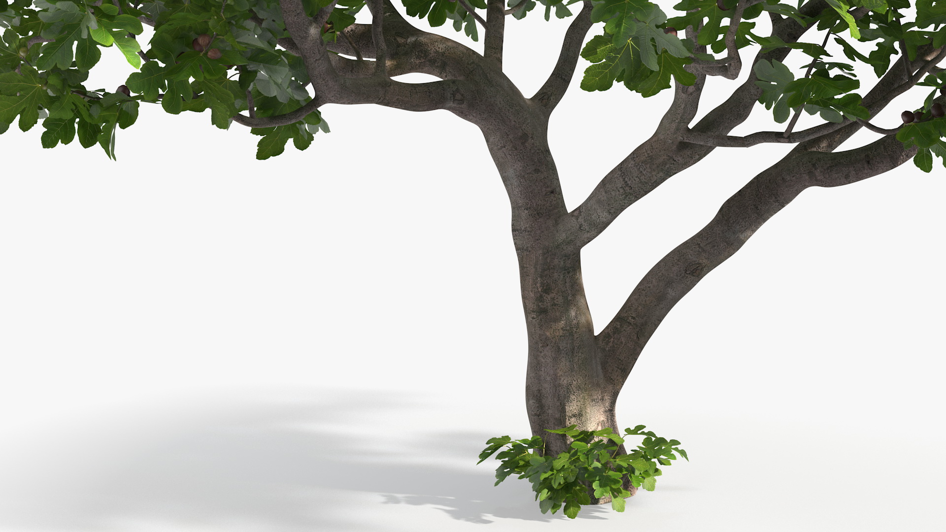 Big Fig Tree with Fruits 3D model