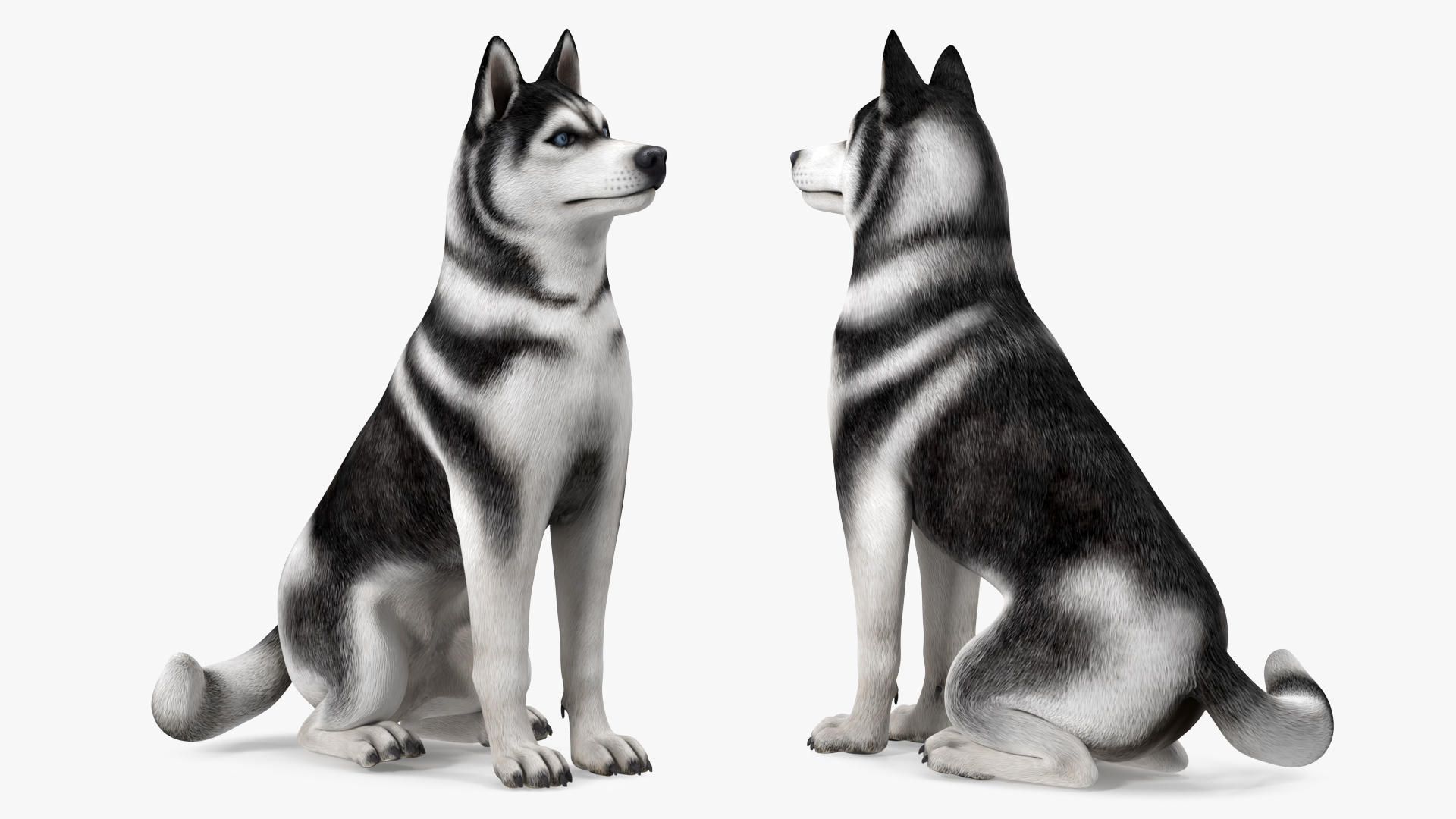 3D Sitting Husky Dog Black and White model