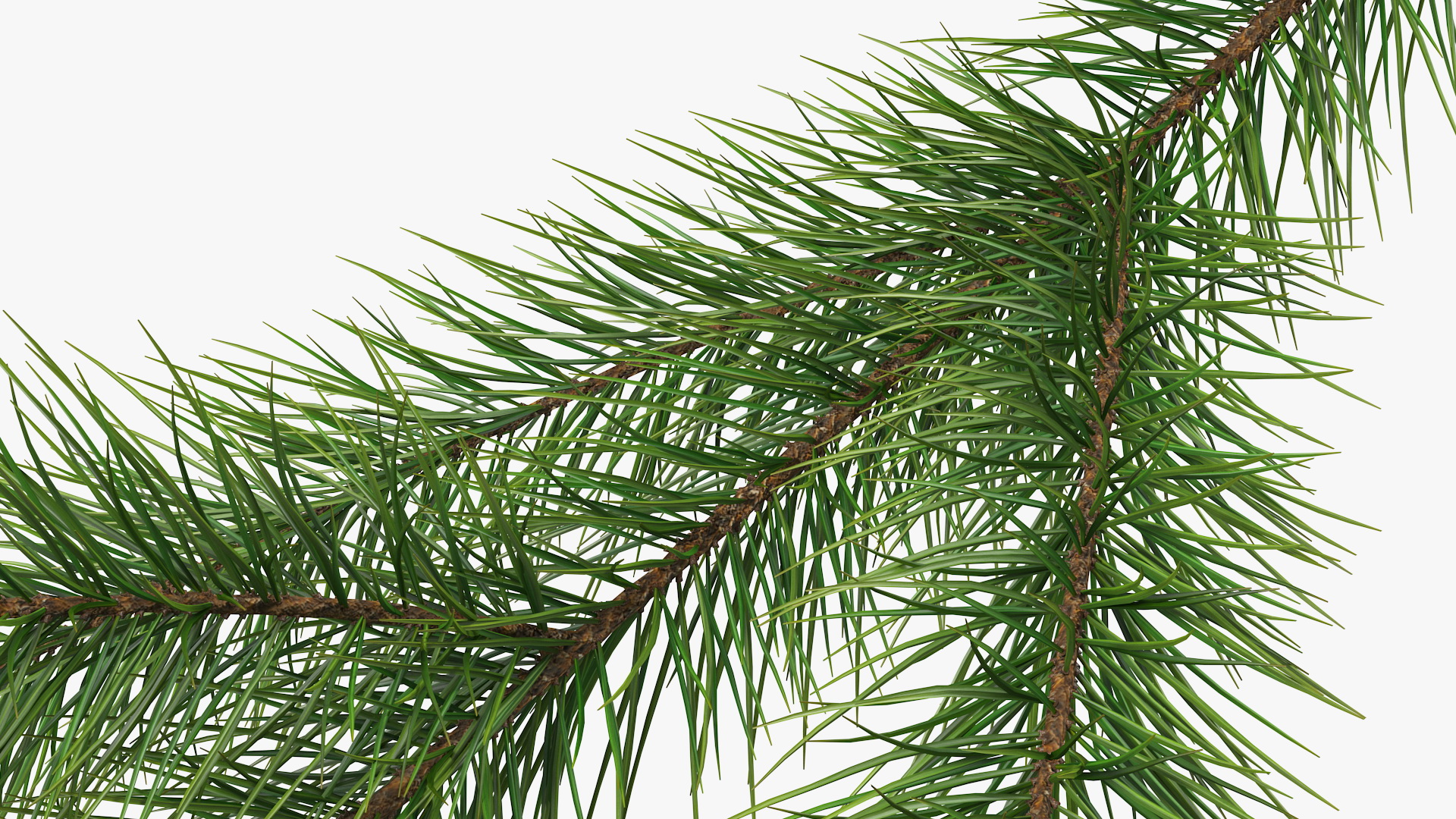 Green Pine Branch 3D