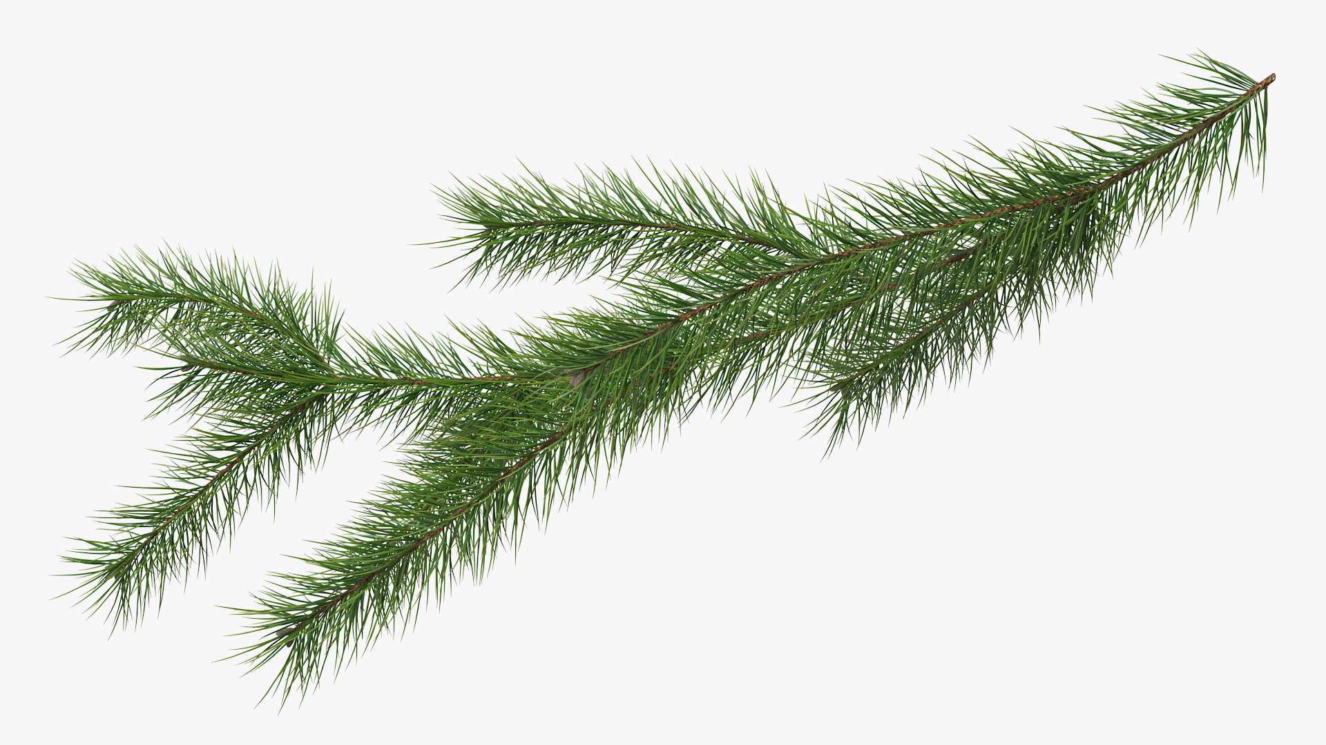 Green Pine Branch 3D
