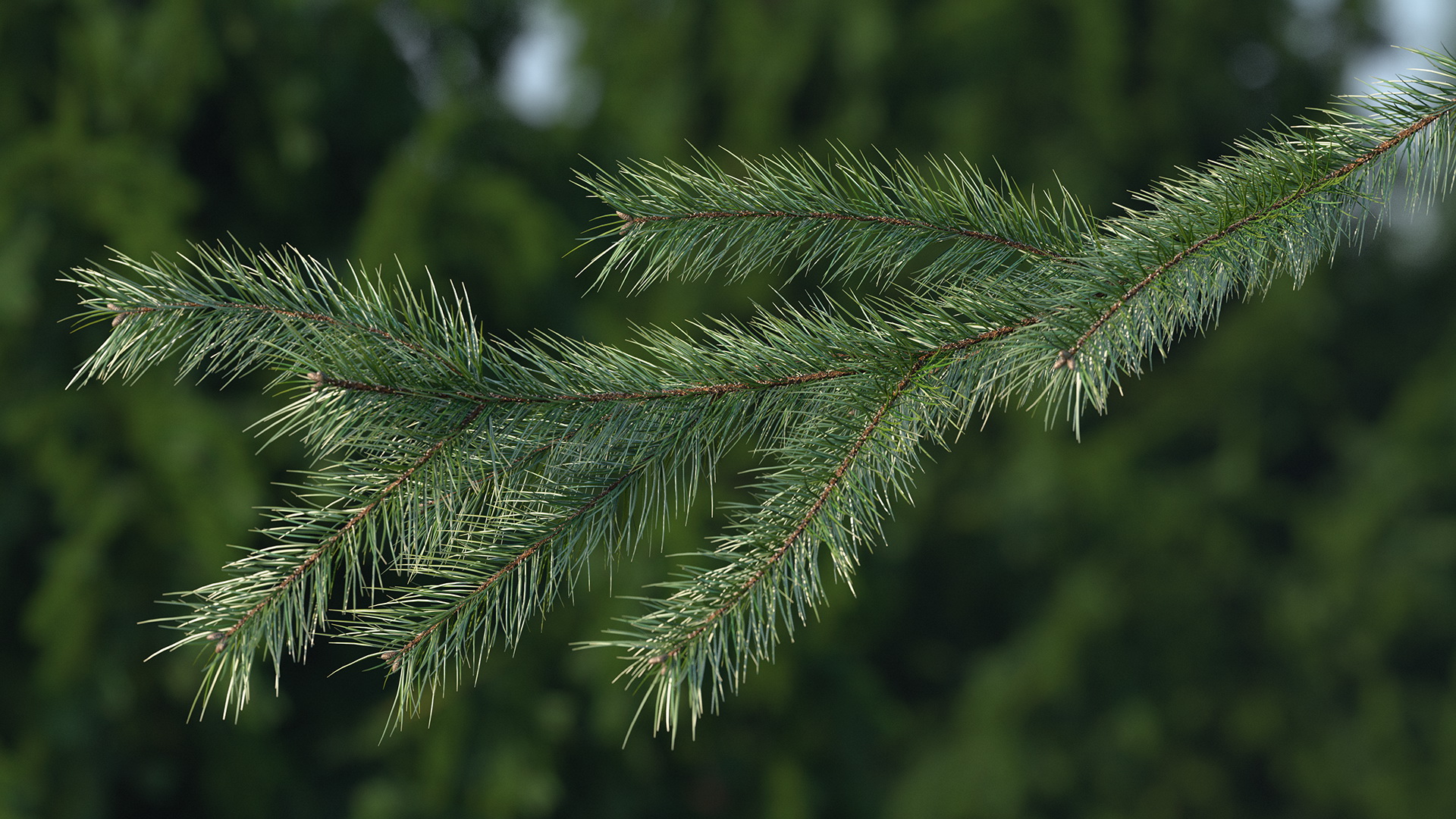 Green Pine Branch 3D