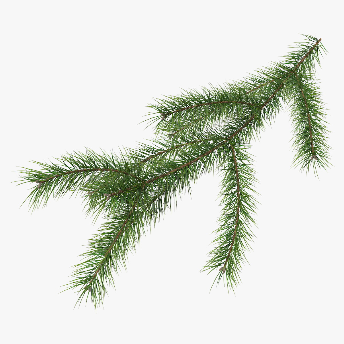 Green Pine Branch, view 3