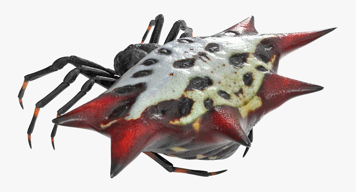 3D Spiny Orb Weaver Spider model