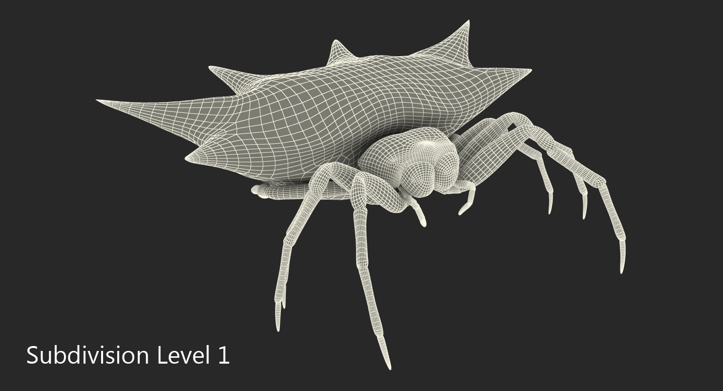 3D Spiny Orb Weaver Spider model