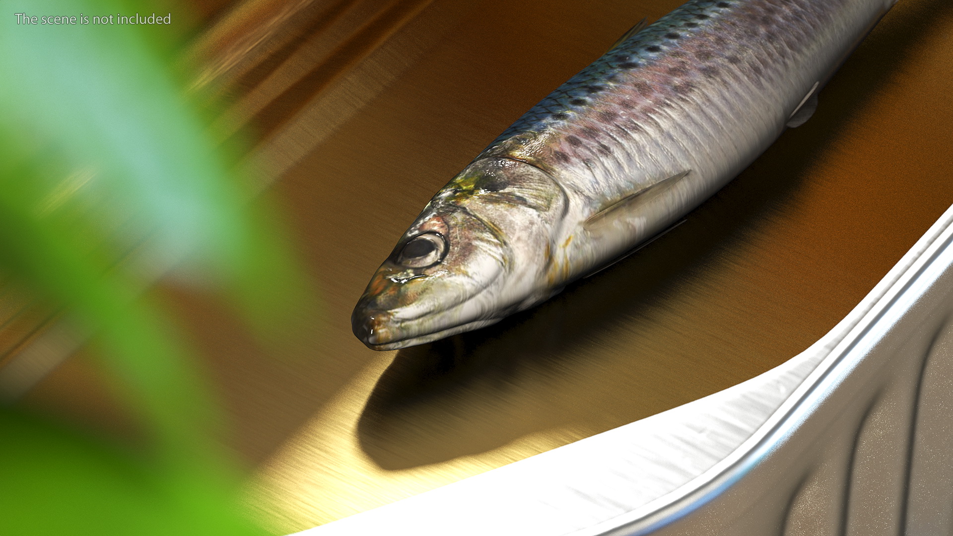Canned Sardine Fish 3D model
