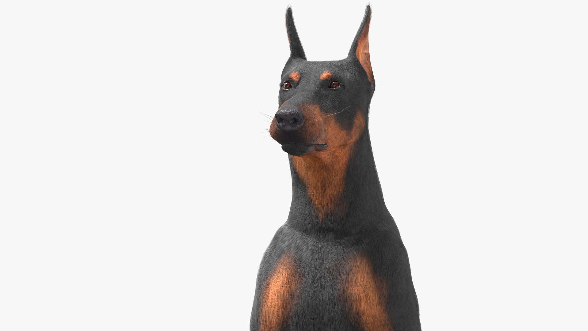 3D model Doberman Pinscher Dog Sits Fur