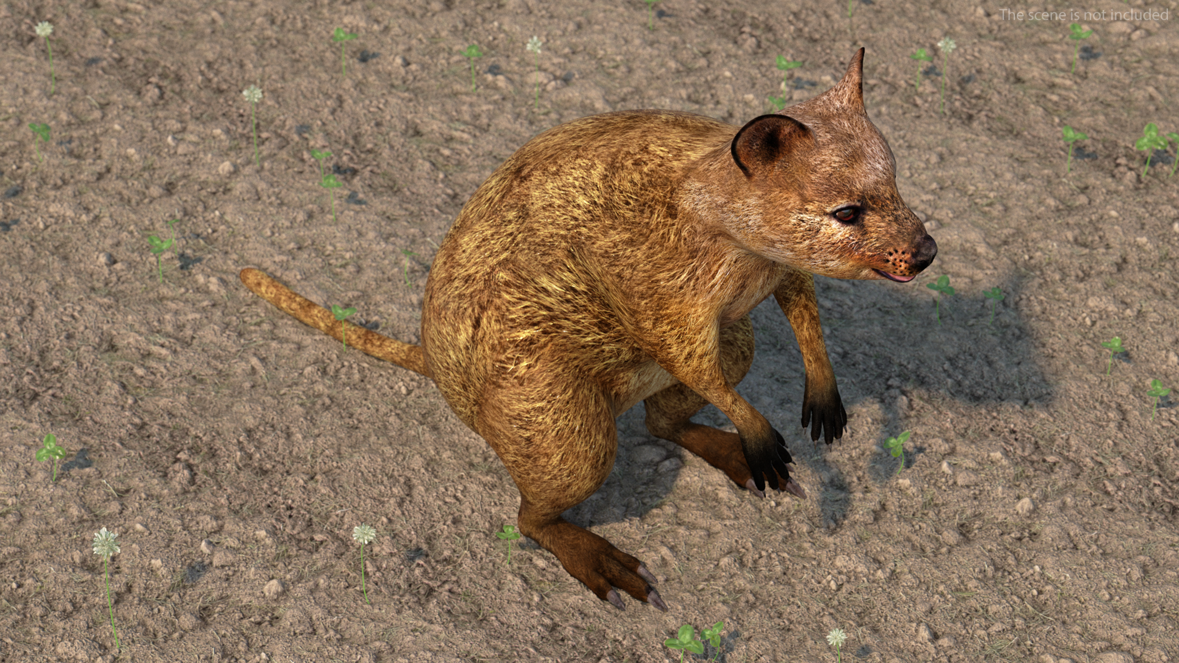 3D model Quokka Kangaroo