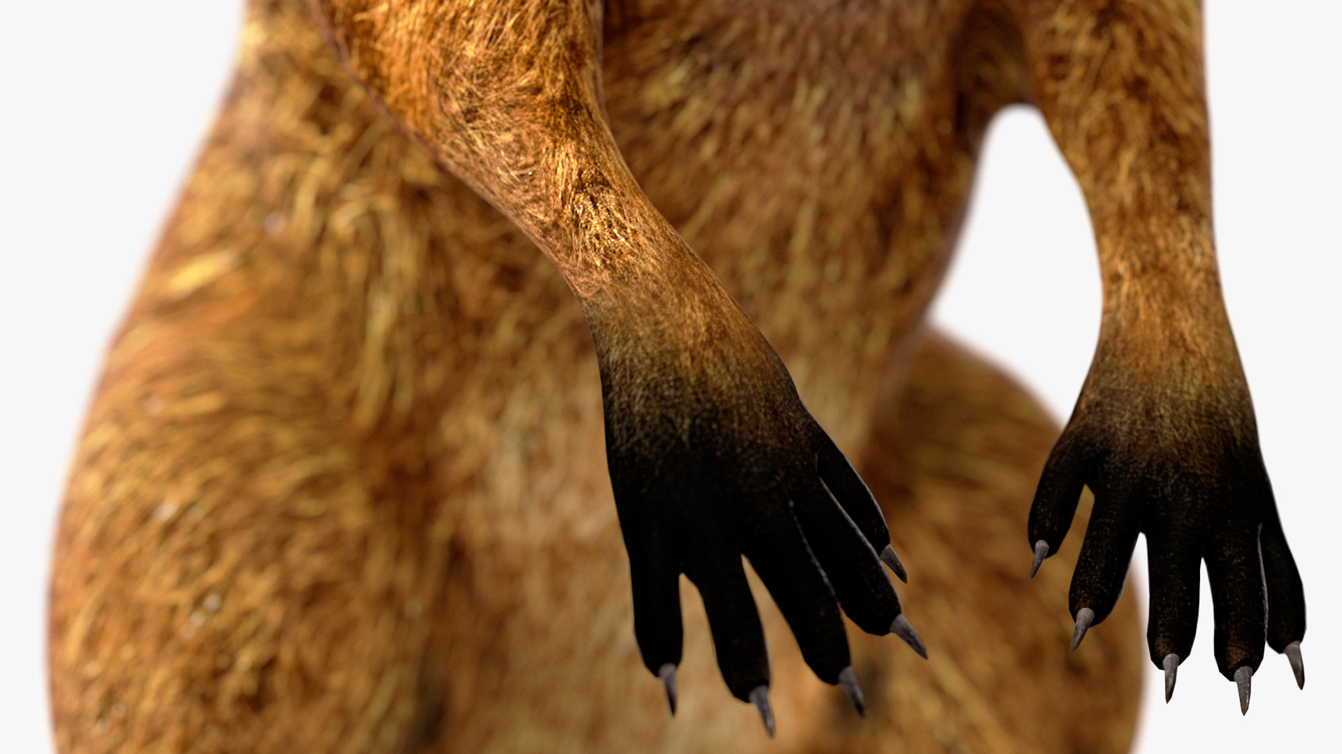 3D model Quokka Kangaroo
