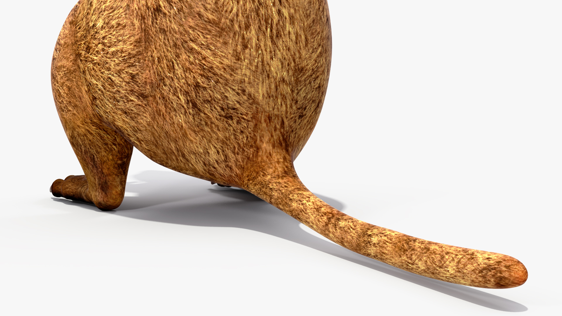 3D model Quokka Kangaroo