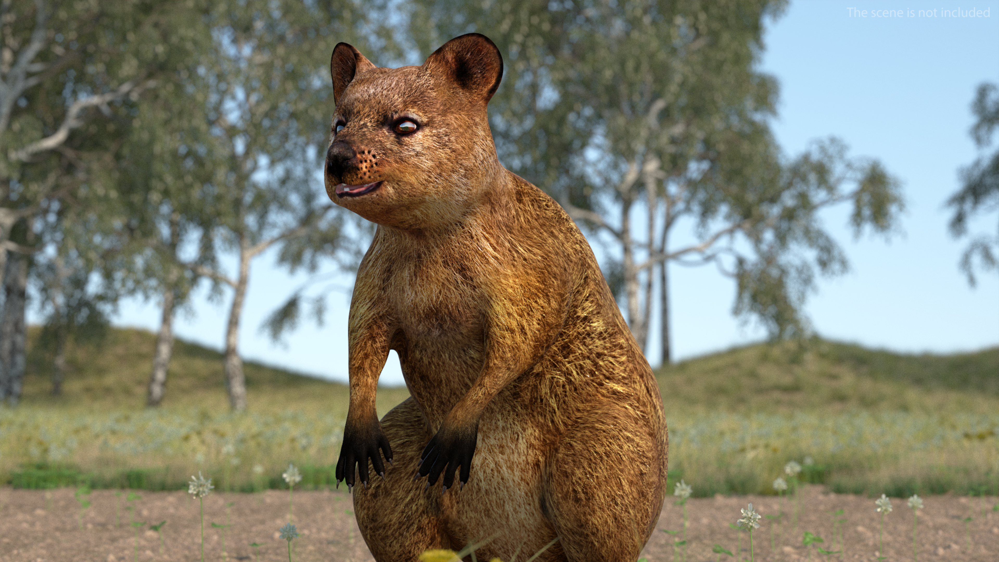 3D model Quokka Kangaroo