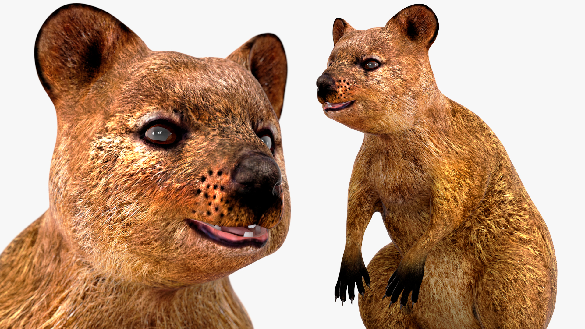 3D model Quokka Kangaroo