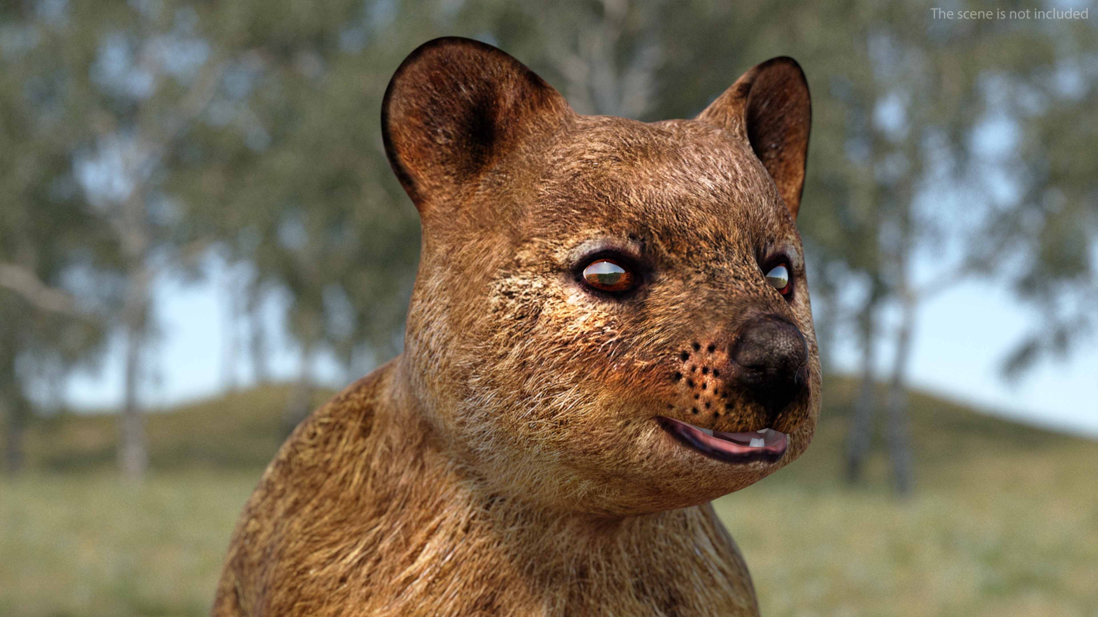 3D model Quokka Kangaroo