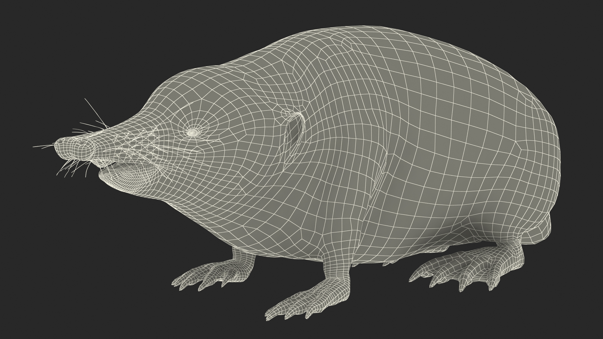 3D Desman Idle Pose