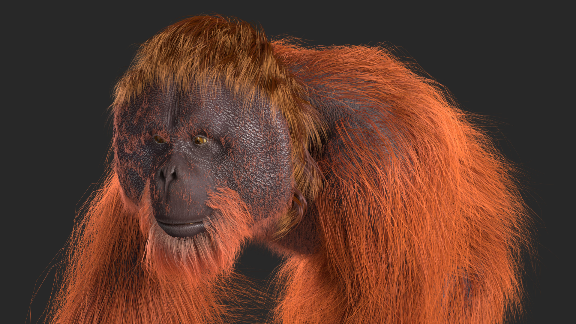 3D Orangutan Walking Fur