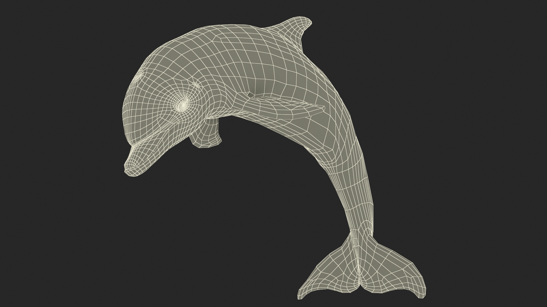 3D Realistic Bottlenose Dolphin Jump model