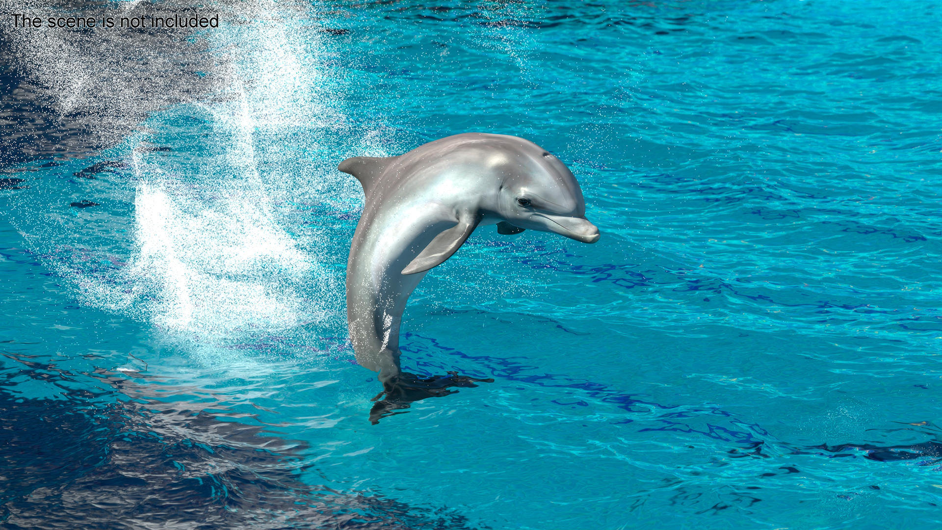 3D Realistic Bottlenose Dolphin Jump model