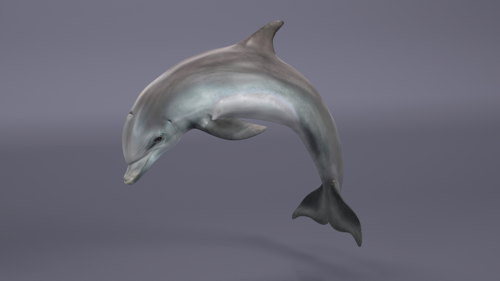 3D Realistic Bottlenose Dolphin Jump model
