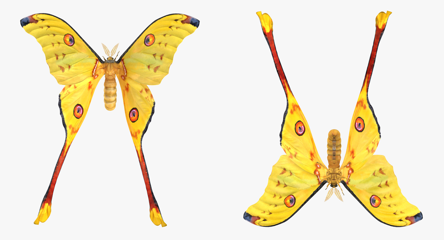 Comet Moth Flying Pose 3D