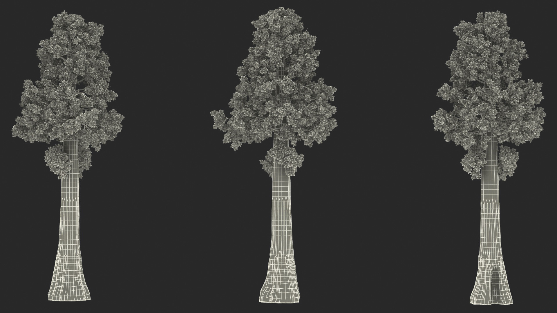 3D Giant Sequoia Sequoiadendron Giganteum model