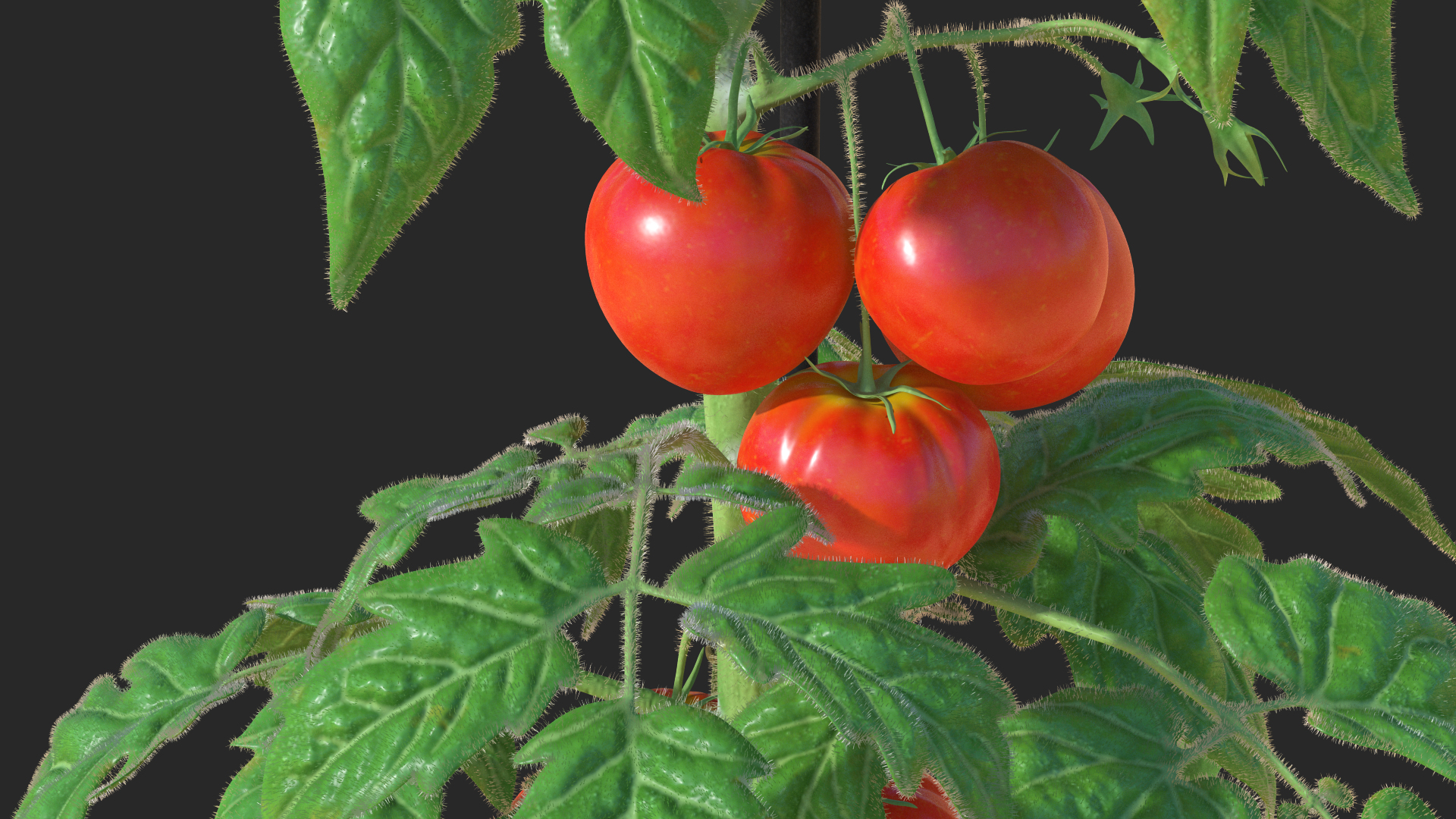 3D model Red Tomato Plant Grown Pot Fur