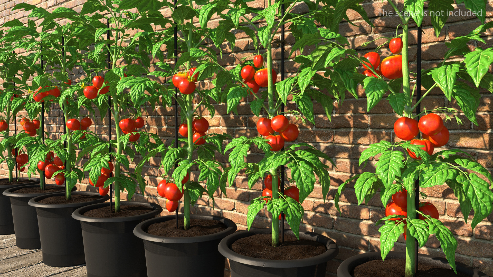 3D model Red Tomato Plant Grown Pot Fur